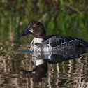 Common Goldeneye