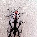 Tiger Moth