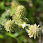Fynbos
