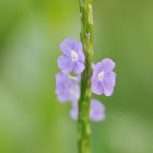 Blue Porterweed