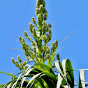 Ponytail Palm