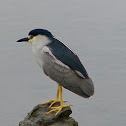 Black-Crowned Night Heron