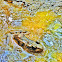 Southern Leopard Frog
