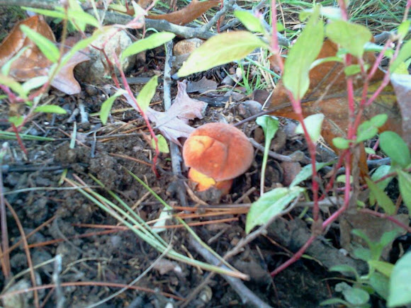 Spotting Image 1