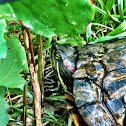 Red-eared slider
