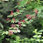 Red Elderberry