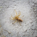 Female Two-Striped Jumping spider