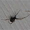 Southern Black Widow Spider