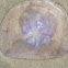 Moon Jellyfish