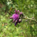 Thistle