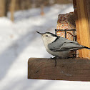White-breasted Nuthatch