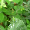 Saltamontes de antenas largas. Katydid nymph