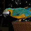 parrot