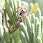 Jumping Spider