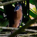 Boat-billed Heron