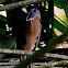 Boat-billed Heron