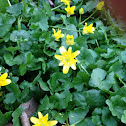 Lesser celandine