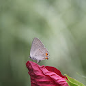 Gray Hairstreak