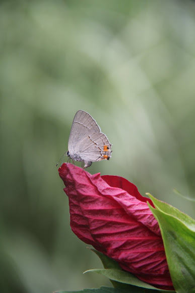 Spotting Image 1