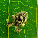 Leafhopper ?