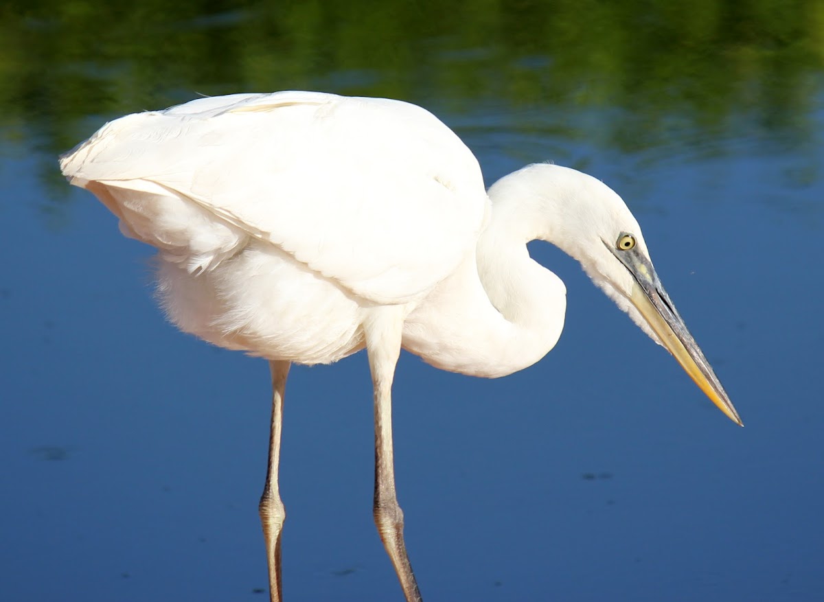 Great White Heron