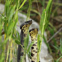 Cottonmouth