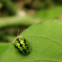 golden tortoise beetle