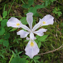 Oregon Iris