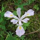 Oregon Iris