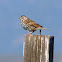 Savannah Sparrow