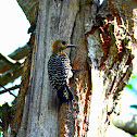Red-crowned Woodpecker