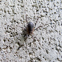 Harvestman