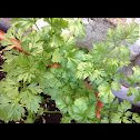 Cilantro