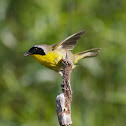 Common Yellowthroat