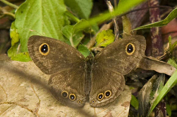 Spotting Image 1