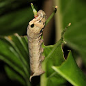 Vine Hawk-Moth