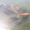 Koi