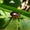Leaf beetle