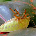 giant shield bug