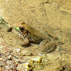 Northern Green Frog