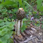Stinkhorn