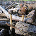 Mushroom
