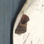 Arcigera Flower Moth