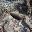 Orange-spine Unicornfish