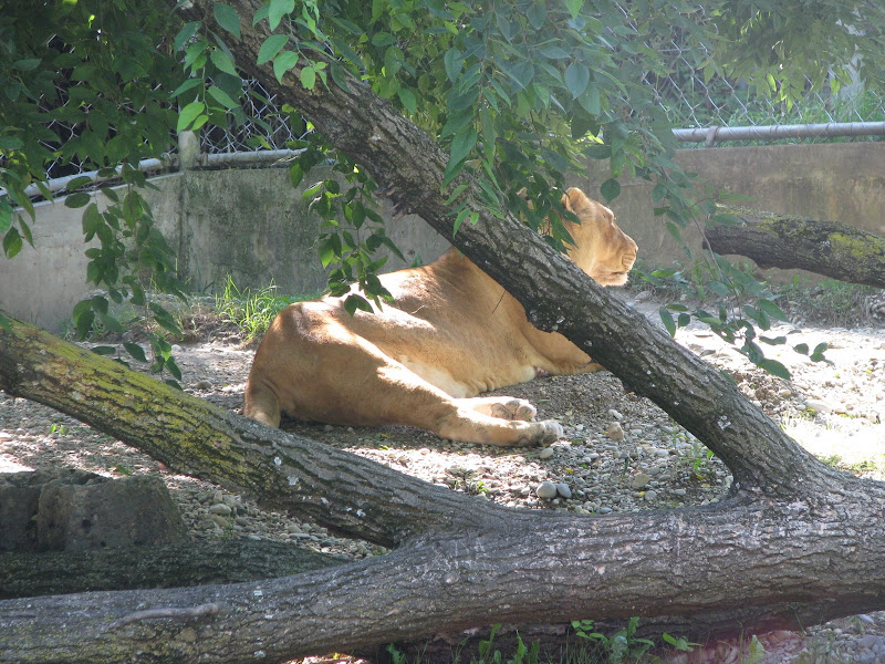 Animaux au Parc de la Tête d'Or