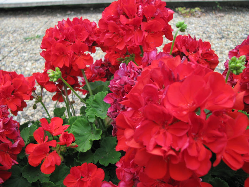 Photos en macro - Fleurs