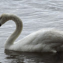Mute Swan
