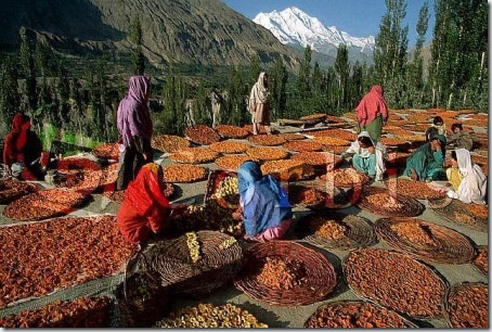 hunza209