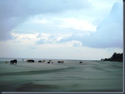 047 grazing cows on a beach