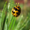 Lady Beetle
